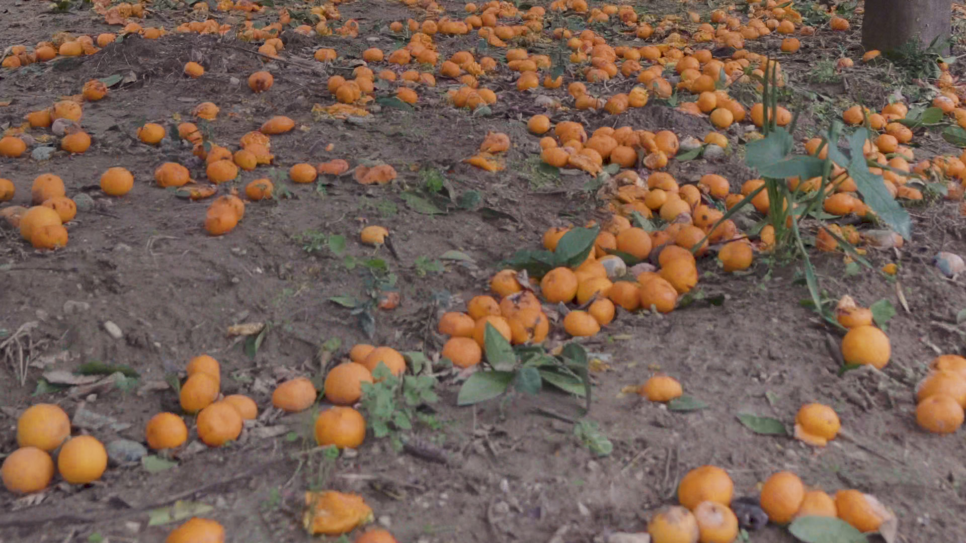 Hatayda Çiftçiye Destek - Narenciye Bahçelerinin Toplanması